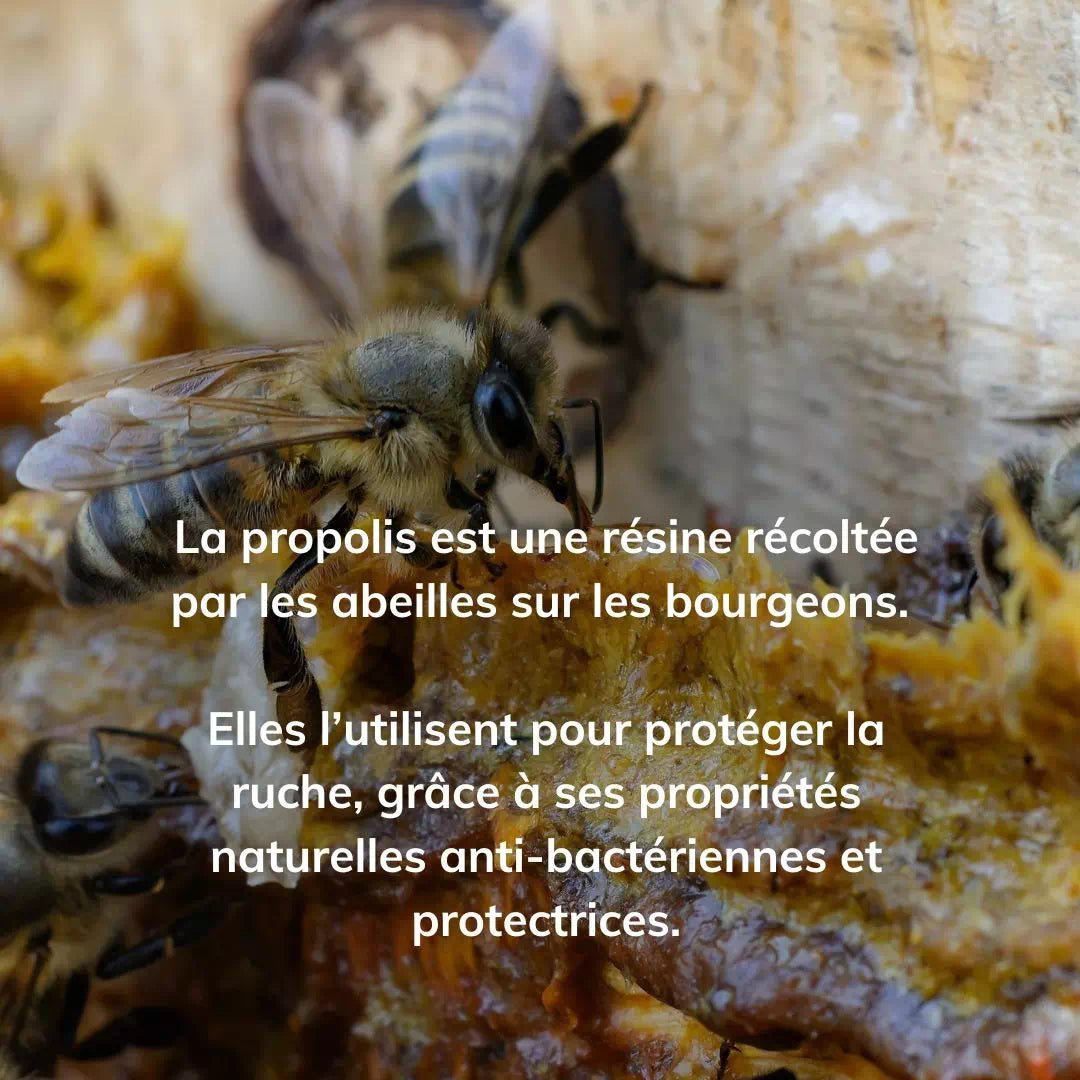 Bonbons au miel & Propolis