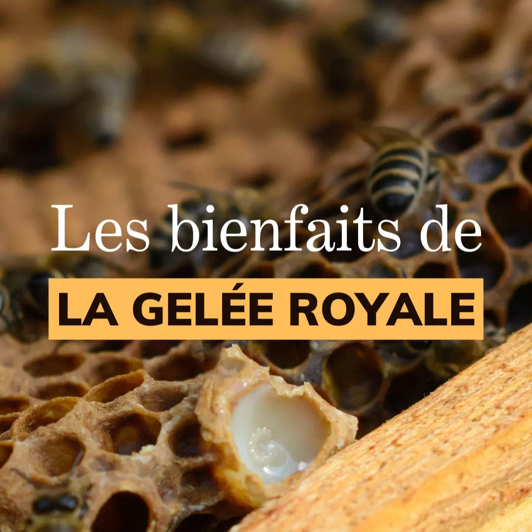 Gélules de Gelée Royale